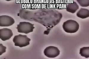 Glóbulo branco fodendo bactéria (antes que foda corpo humano) ao SOM de Linkin Park